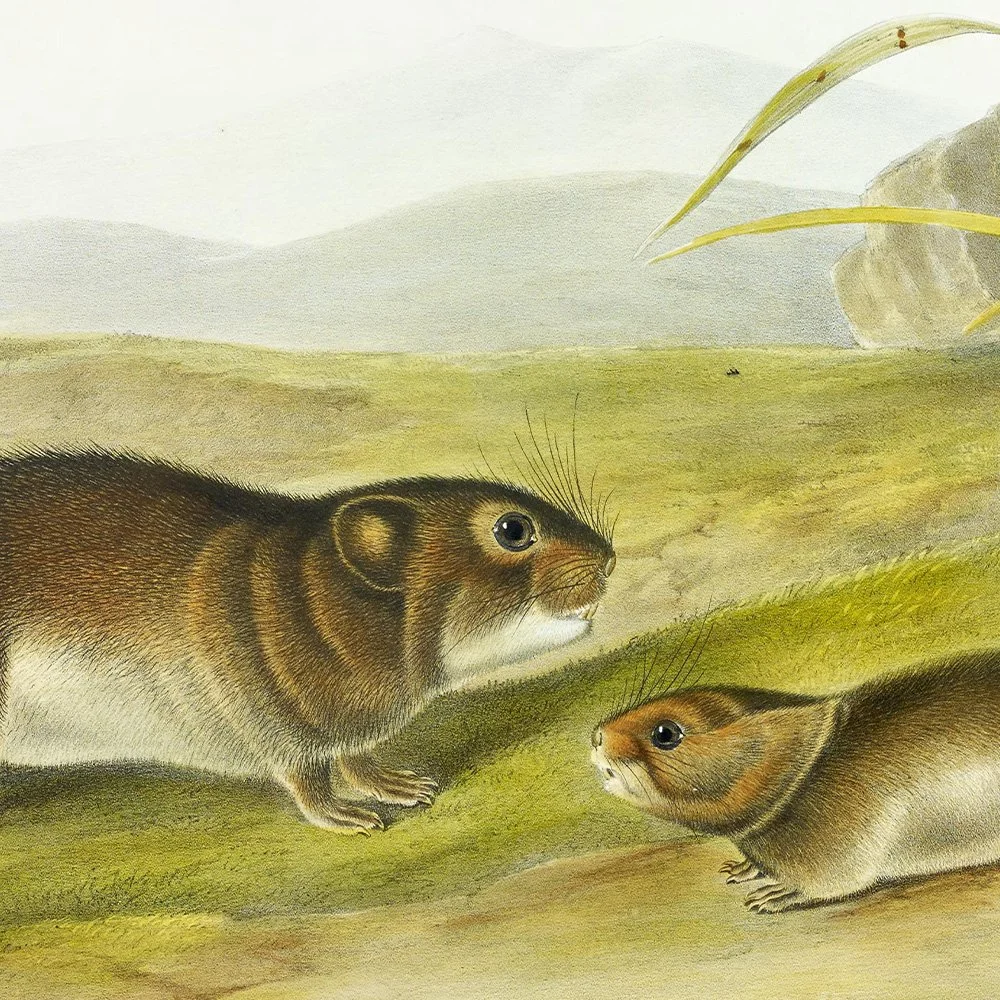 Brown or Norway Rat - Plate 54 — Audubon Art Prints